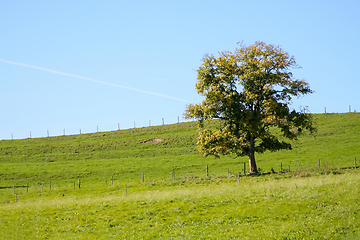 Image showing autumn tree meadow