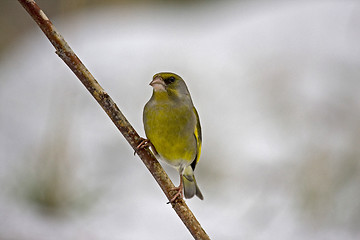 Image showing greenfinch