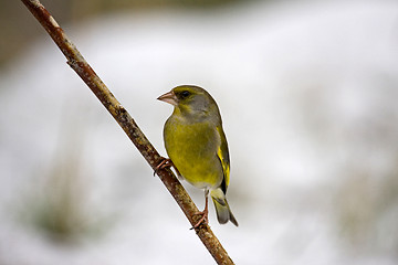 Image showing greenfinch