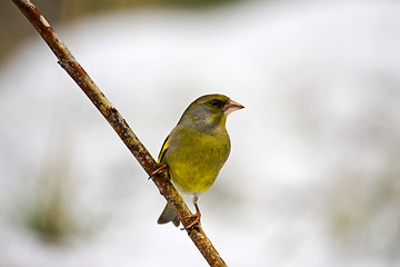 Image showing greenfinch