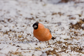 Image showing bullfinch