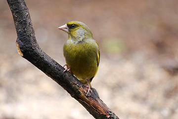 Image showing greenfinch