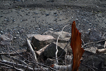 Image showing Broken Branch