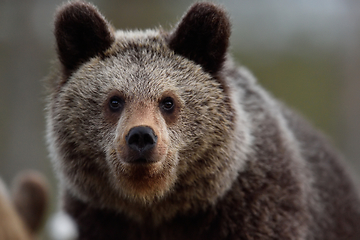 Image showing Young brown bear portrait