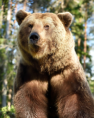 Image showing European brown bear portrait in summer forest