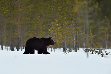 Image showing Brown bear (ursus arctos) walking on snowy taiga landscape