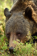 Image showing wild brown bear closeup in the forest, nose on the ground