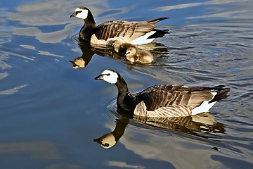 Image showing Barnacle Geese with Two Chicks Swimming