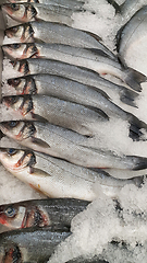 Image showing Fresh sibas fish on ice for sale in market