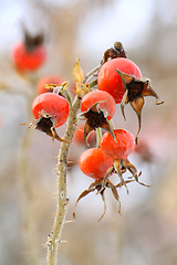 Image showing Dog Rose or Rosa Canina branches with bright fruits