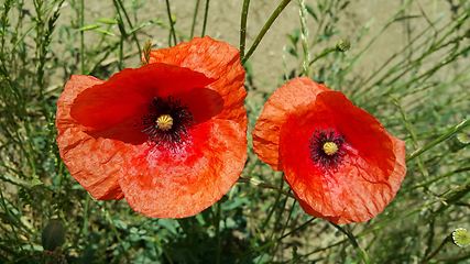 Image showing Bright red poppies