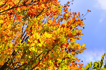 Image showing Bright autumn branches glowing in sunlight 