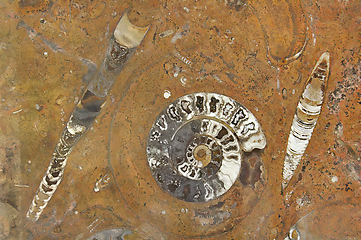 Image showing Fossil spiral shell and ancient petrified organisms in granite