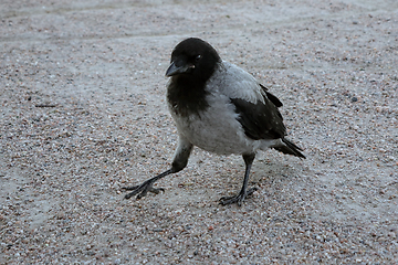 Image showing Juvenile Hooded Crow on Stroll Outside Nest