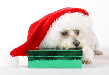 Image showing A Dog's Christmas