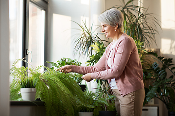 Image showing senior woman takes care of houseplant at home