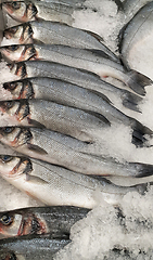 Image showing Fresh sibas fish on ice for sale in market