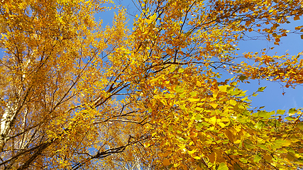 Image showing Branch of autumn birch tree with bright yellow leaves 