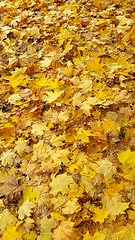 Image showing Bright yellow autumn background from fallen golden foliage of ma