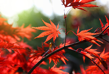 Image showing Bright red Japanese maple or Acer palmatum leaves on the autumn 