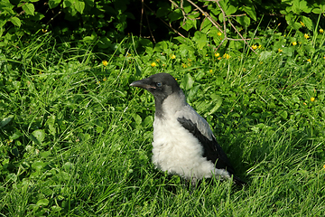 Image showing Young Hooded Crow Fledgling in Grass