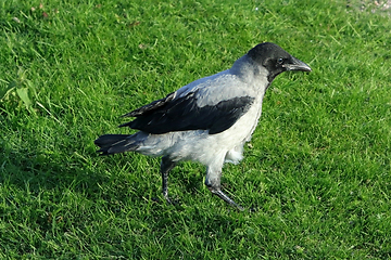 Image showing Young Hooded Crow Fledgling in Grass