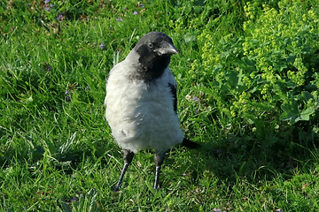 Image showing Young Hooded Crow Fledgling in Grass