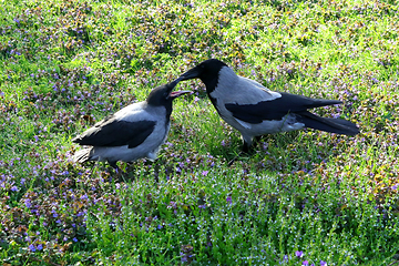 Image showing Hooded Crow Bird Mother Feeding Hungry Fledgling