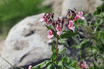 Image showing Impatiens glandulifera Himalayan Balsam