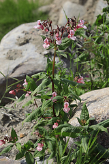 Image showing Impatiens glandulifera Himalayan Balsam