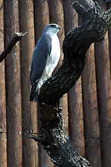 Image showing Hawk