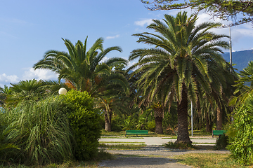 Image showing Empty benches in a seaside resort park among palm trees