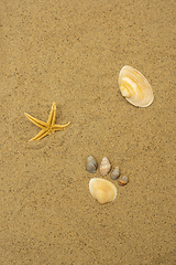 Image showing Seashell foot print on sandy beach at resort, vertical background