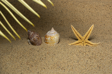 Image showing Background of beach vacation in tropic sea resort on beach sand with seashells