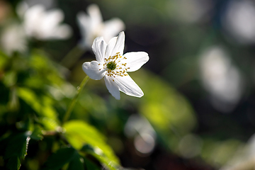 Image showing  Wood anemone blooming in early spring