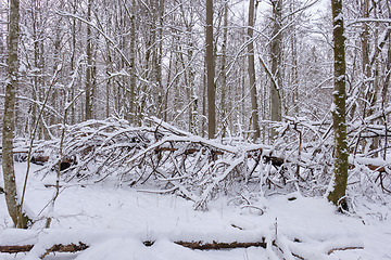 Image showing Wintertime landscape of snowy deciduous tree stand