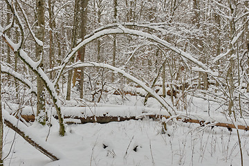 Image showing Wintertime landscape of snowy deciduous tree stand