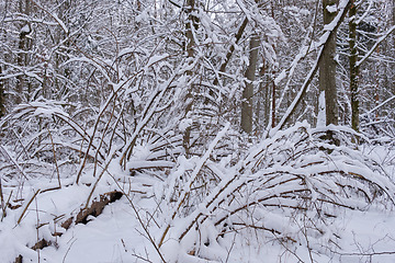 Image showing Wintertime landscape of snowy deciduous tree stand