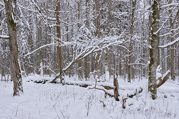 Image showing Wintertime landscape of snowy deciduous tree stand