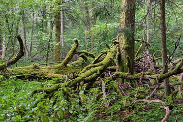 Image showing Oak tree broken branches lying