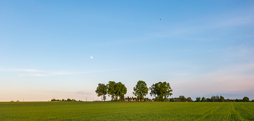 Image showing Fresh green field of juvenille grain and tree