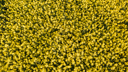 Image showing Flowering Yellow rapeseed top view