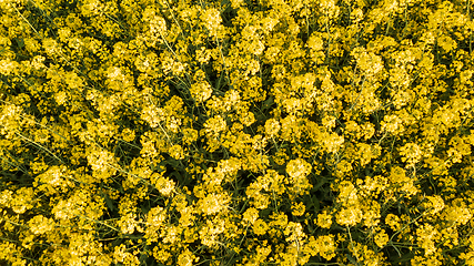 Image showing Flowering Yellow rapeseed top view