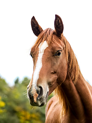 Image showing brown horse white sky