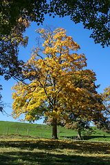 Image showing autumn tree meadow