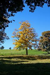 Image showing autumn tree meadow