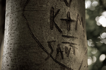 Image showing Markings of love carved into a tree
