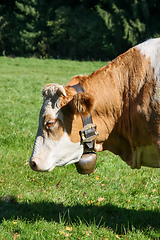 Image showing cow with bell in the green grass