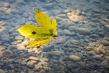 Image showing one autumn leaf in the water