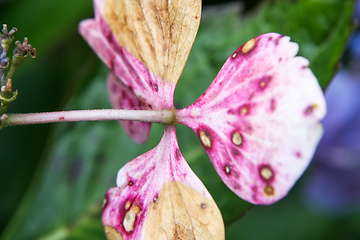 Image showing hydrangea detail blossom